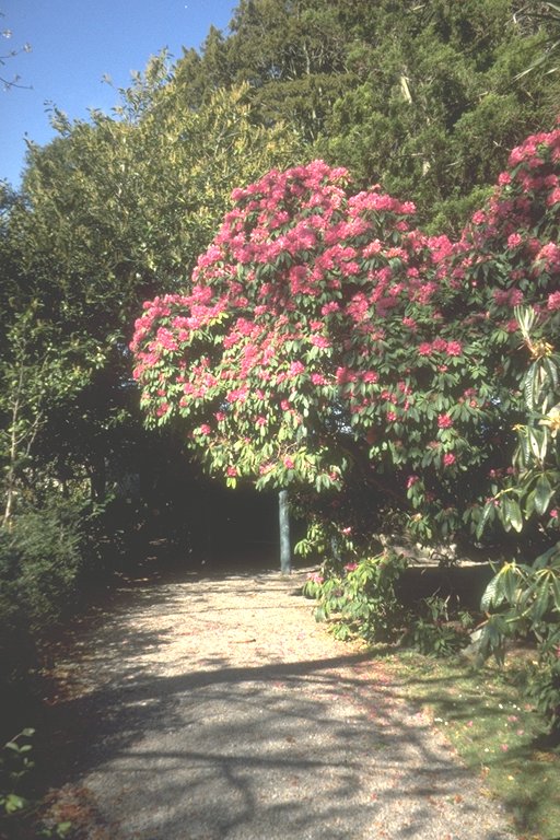 River Walk with Rhododendron in Bloom