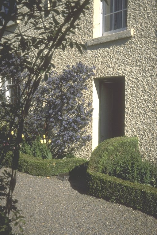 Entrance to Garden with Ceanothus in Bloom