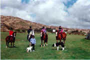 ponies