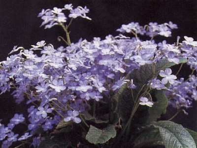 Dibley's Streptocarpus