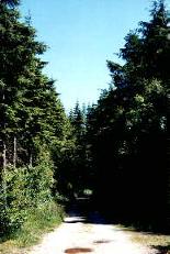 Mature coniferous trees in Ross Wood