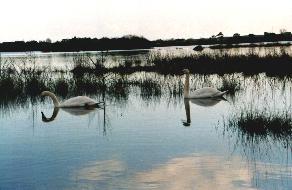 Swans resting among the reeds on Lough Corrib, near Cong