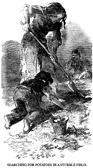 Searching for Potatoes, Illustrated London News, February 20, 1847